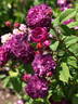 Hippolyte rose photo