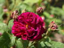 Etna rose photo