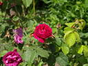 Le Havre rose photo