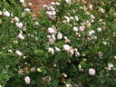 Prolifera de Redouté rose photo