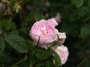 Prolifera de Redouté rose photo