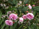 Belle sans flatterie rose photo