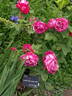 Ulrich Brunner Fils rose photo