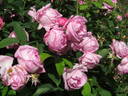 Coupe de Hebe rose photo