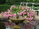 Raubritter rose photo