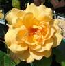 Autumn Sunset rose photo
