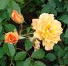 Autumn Sunset rose photo