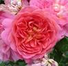 Christopher Marlowe rose photo