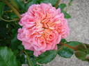 Christopher Marlowe rose photo