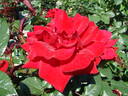 Crimson Bouquet ™ rose photo
