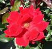 Crimson Bouquet ™ rose photo