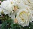 Fragrant Wave ™ rose photo