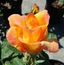 Gold Medal rose photo