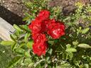 Paul Crampel rose photo