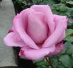 JAClaf rose photo
