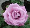 JAClaf rose photo