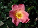 Rainbow Knock Out ® rose photo