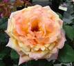 Tahitian Sunset ™ rose photo