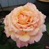 Tahitian Sunset ™ rose photo