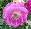 Wild Blue Yonder ™ rose photo