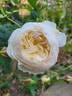 Claire Austin rose photo