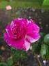 Burlesque rose photo