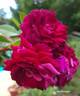 Burlesque rose photo