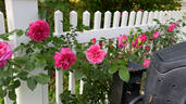 Flamenco Rosita rose photo