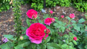 Gabriel Oak ™ rose photo