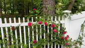 Laguna ® rose photo