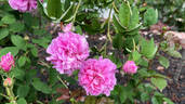 Marie Louise rose photo