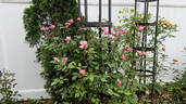 Mary Delany rose photo