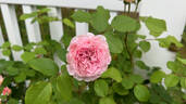 James Galway rose photo