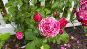 Raspberry Cream Twirl rose photo