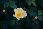 Easy Bee-zy ™ Knock Out ® rose photo