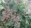 R. brunonii rose photo