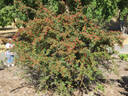 <i>Rosa horrida</i> Fisch. rose photo