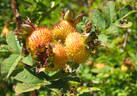 <i>Rosa roxburghii</i> f. <I>normalis</i> Rehder rose photo