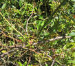 Rosa banksia banksia rose photo
