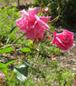Le Vésuve rose photo