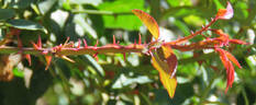Le Vésuve rose photo
