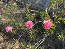 Thousand Beauties rose photo