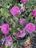 Marriotta rose photo