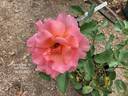 Helen Traubel rose photo