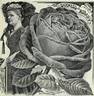Duchess of Albany rose photo