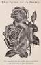 Duchess of Albany rose photo