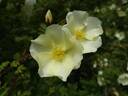Cantabrigiensis rose photo