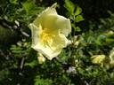Cantabrigiensis rose photo