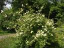 Cantabrigiensis rose photo
