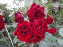 Navy Lady rose photo